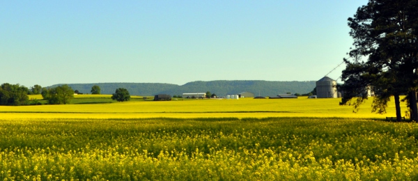 Rapeseed Fields – Belvidere, Tennessee