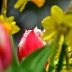 Daffodils and Tulips