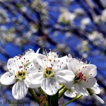 Bradford Pear Blooms