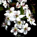 Bradford Pear Blooms