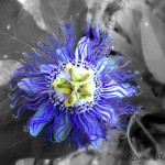 Passion Flower