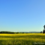 Rapeseed Fields