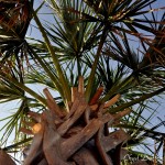 The Palms