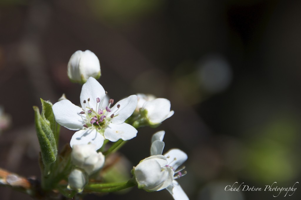 2015_03_23_Spring_Bradford_Pear